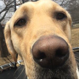 Meet your Posher, Alexa